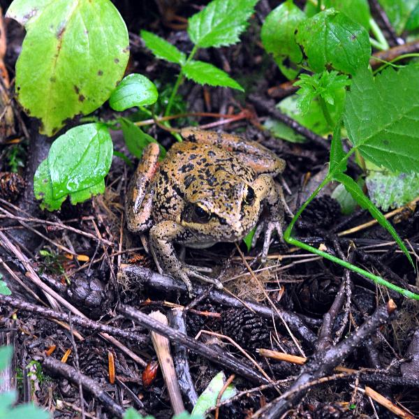 Photo of Lithobates sylvaticus by <a href="http://www.coffinpoint.ca/">Paul Westell</a>